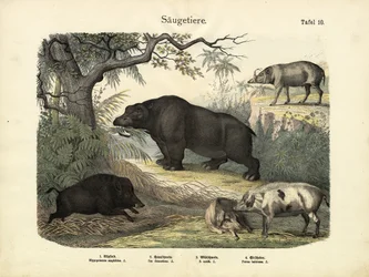 Mamíferos, c.1860
